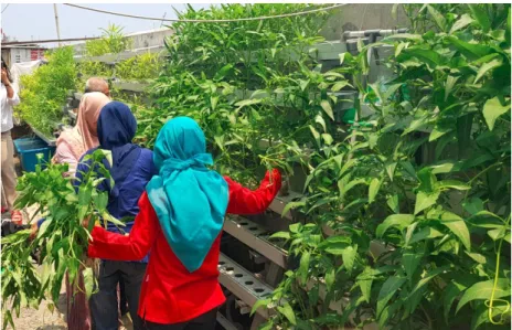 Gambar 6. Panen kangkung hidroponik RT01 