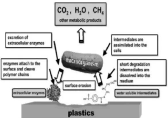 Gambar  2  memperlihatkan  mekanisme  degradasi  polimer/plastik  di  alam.  Pada           Gambar 2 tersebut surface erosion pada polimer  nanokomposit lebih  besar  dibandingkan  polimer  sintetik  berbentuk  komposit  yang  akan  mempengaruhi  lama  wak