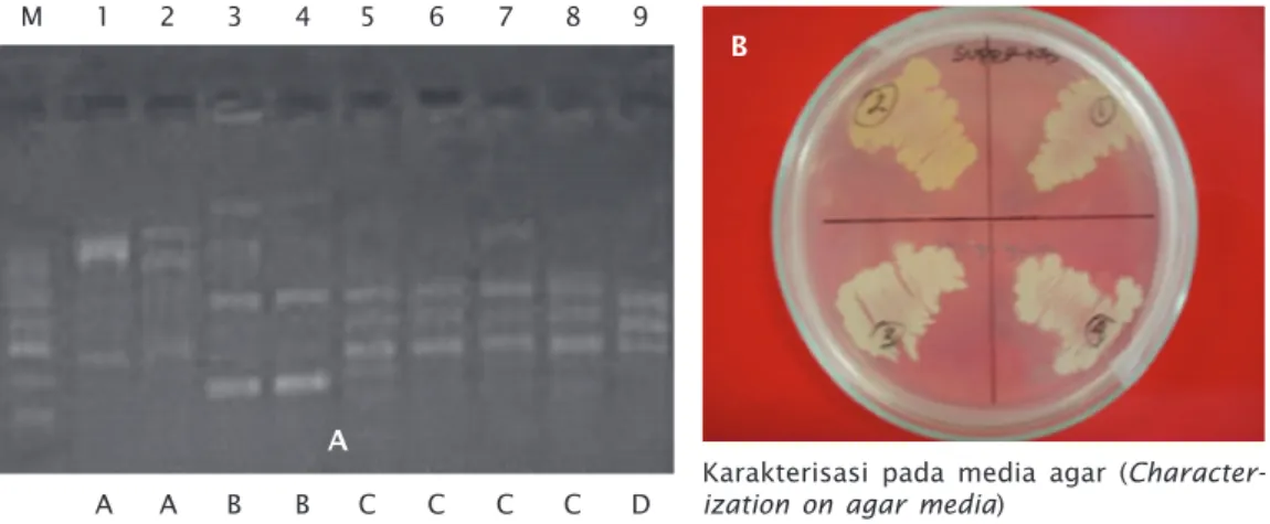 Gambar 1. Genotipe strain bakteri pembentuk bioflok super NB