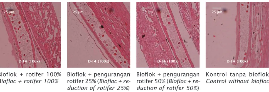 Gambar 6. Struktur histologi usus pada benih ikan bandeng (D-14) dengan perlakuan aplikasi bioflok dan tanpa bioflok