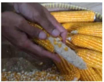 Gambar 1. Pemipilan jagung dengan tangan  Uslianti,  et,  al.  (2014)  menciptakan  alat  pemipil jagung  yang per menitnya dapat memipil  jagung  sebanyak  1  kilogram