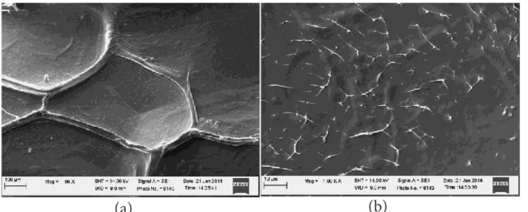 Gambar 4 Struktur permukaan kolagen kulit ikan ekor kuning: (a) perbesaran 100 kali, (b) per      besaran 1000 kali