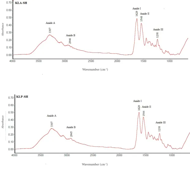 Figure 1 FTIR spectra of acid-soluble collagen (KLA-SH) and pepsin-soluble collagen (KLP-SH)  from the haruan scales