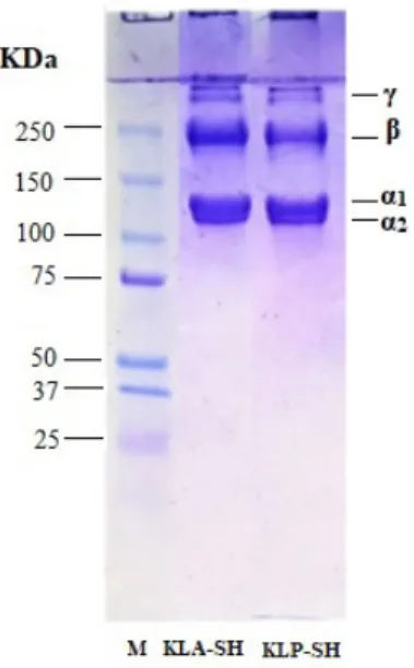 Figure 2 Protein patterns of the collagen from the dry scales of haruan. M: marker; KLA-SH:  acid-soluble collagen from the haruan scales; KLP-SH: pepsin-soluble collagen from the  haruan scales