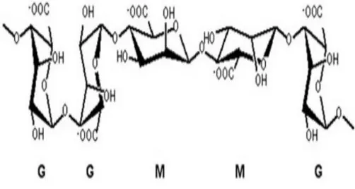 Gambar 2. Monomer-monomer alginat 
