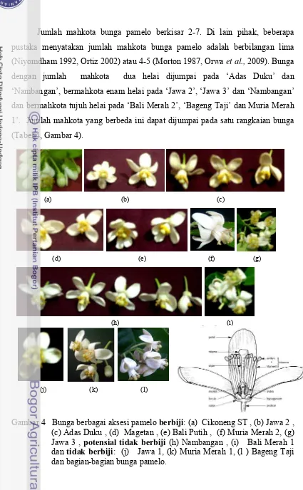 Gambar 4   Bunga berbagai aksesi pamelo berbiji: (a)  Cikoneng ST , (b) Jawa 2 , 