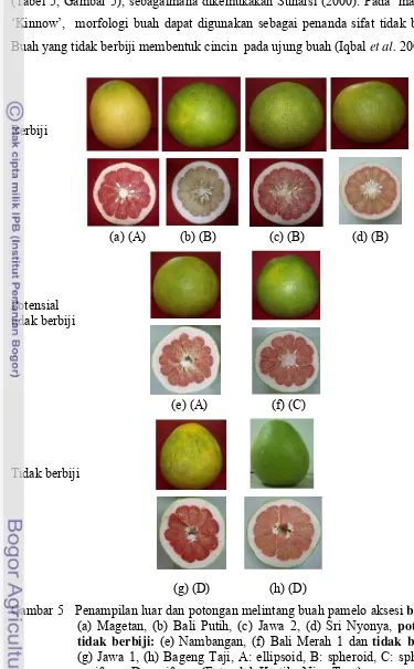 Gambar 5   Penampilan luar dan potongan melintang buah pamelo aksesi berbiji: 