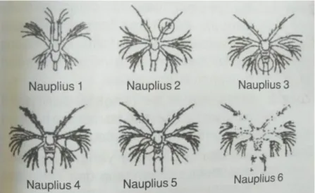 Gambar 2.3. Fase Perkembangan Stadia Nauplius (Wyban and Swiney, 1991) 