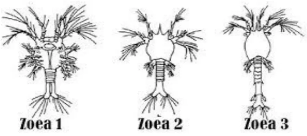 Gambar 2.4. Fase Perkembangan Zoea (Wiban and Swiney, 1991) 