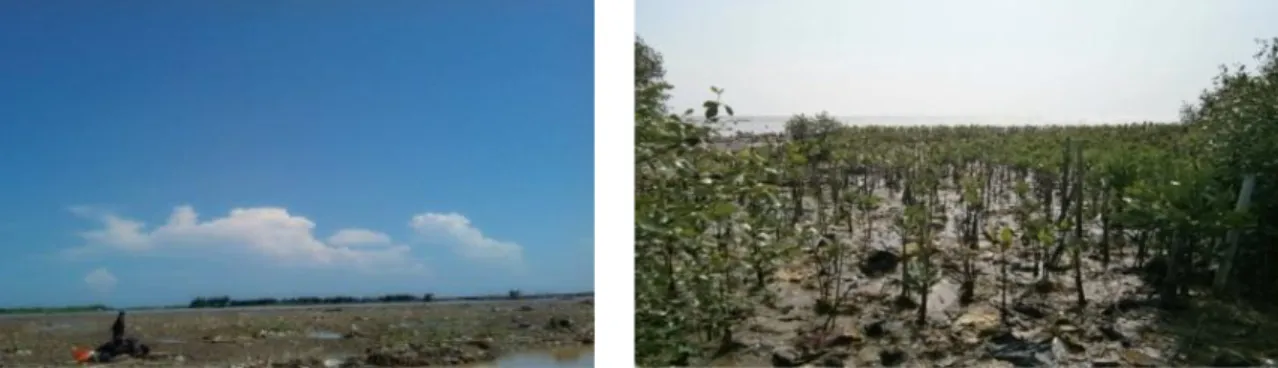 Gambar 1. Zona Tanpa Vegetasi Mangrove.  Gambar  2.  Zona  Replantasi  Mangrove  Berumur  tiga 