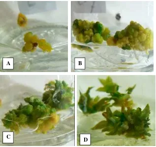 Gambar 13. Pertumbuhan kalus dan regenerasinya pada medium terseleksi yang mengandung 250 mg/l glutamin dan tanpa serin