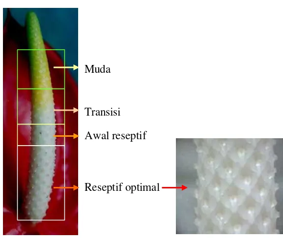 Gambar 1.  Klasifikasi spadik berdasarkan tahap perkembangannya.        Reseptif optimal ditandai dengan produksi lendir yang banyak di ujung                     stigma/kepala putik