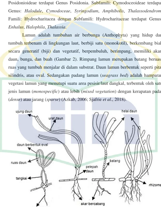 Gambar 2. Morfologi lamun (McKenzie &amp; Yoshida, 2012)