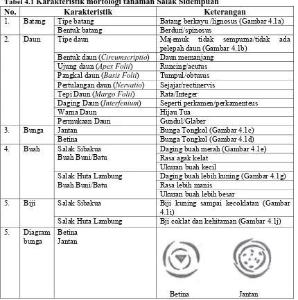 Tabel 4.1 Karakteristik morfologi tanaman Salak Sidempuan No. Karakteristik Keterangan 