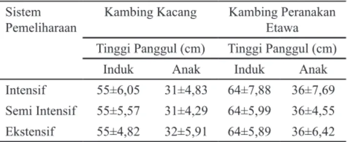 Tabel 6. Rata-Rata dan Standar Deviasi Tinggi Panggul                    Kambing Kacang dan Peranakan Etawa di 