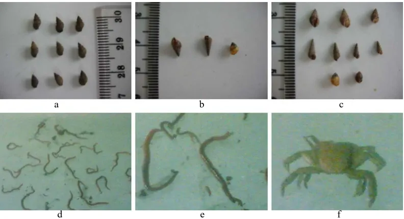 Tabel 3. Jenis-jenis makrobentos yang ditemukan di dalam kantong serasah daun A. marina