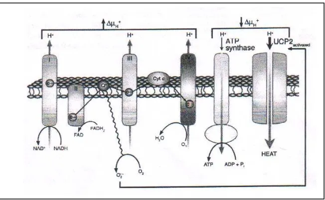 Gambar 2. Peningkatan superoksida  mitokhondria, aktivasi UCP-2 dan penggunaan ATP 