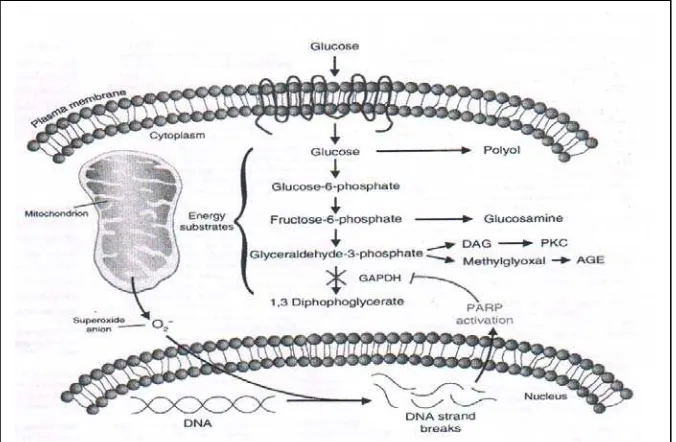 Gambar 3. Peran peningkatan superoksida mitokhondria dalam unifying mechanism pada kerusakan sel akibat hiperglikemia pada diabetes 