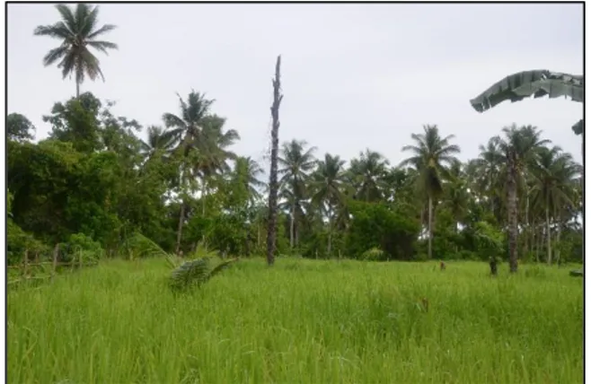 Gambar 14. Lingkungan di wilayah Kecamatan  Kao, terdapat areal padi ladang. Tradisi padi ladang 