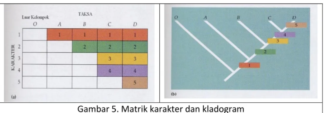 Gambar 5. Matrik karakter dan kladogram 