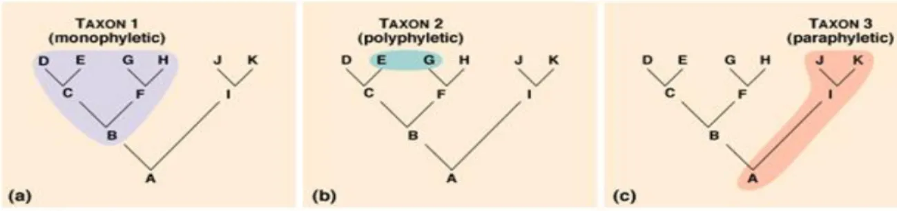 Gambar 6. Pengelompokkan Takson 