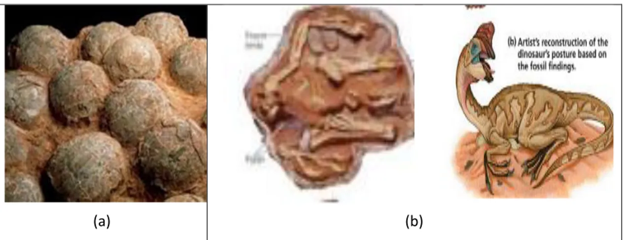 Gambar 8. Fosil telur dan dinosaurus Oviraptor yang sedang mengerami telur 