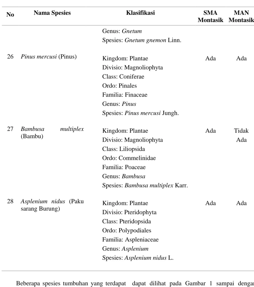 Gambar 1. Mangifera indica L Gambar 2. Eleusin indica Gaertn