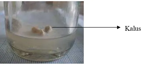Gambar 4.1.4 Kalus biji terung belanda yang mengalami kontaminasi pada eksplan 