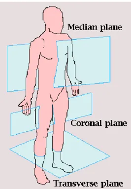 Gambar 1. Posisi Anatomi 