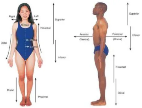 Gambar 3. Arah anatomi terhadap tubuh 