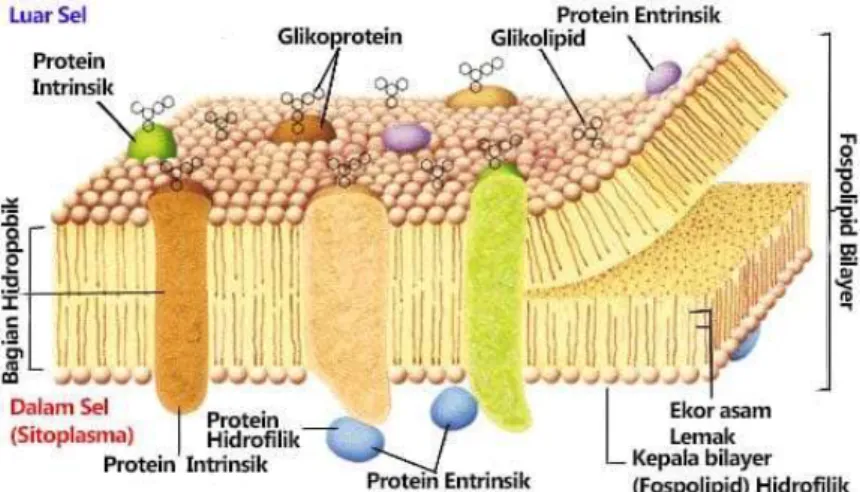 Gambar 1. Membran sel  a.  Fungsi membrane sel 