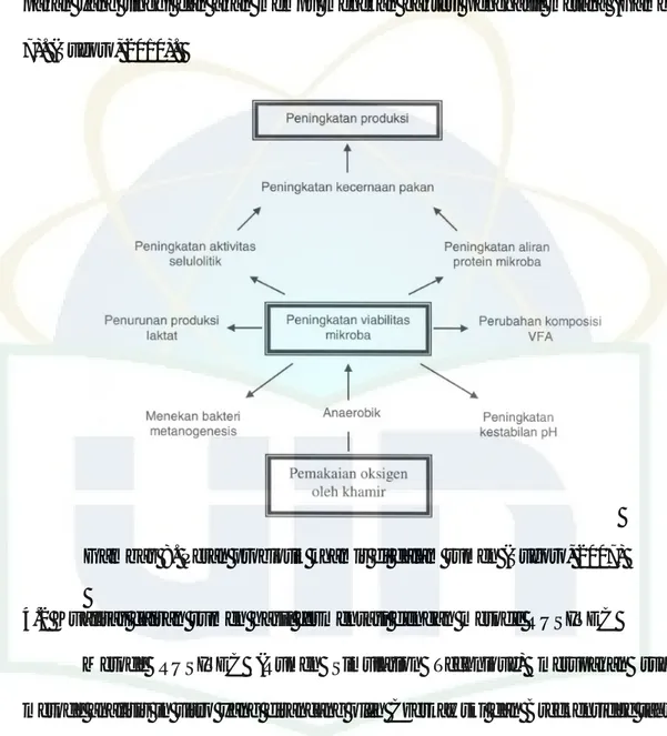 Gambar 8. Peran probiotik khamir di dalam rumen (Sugoro, 2007)  4.2 Kualitas cairan rumen hasil fermentasi dengan metode RUSITEC 