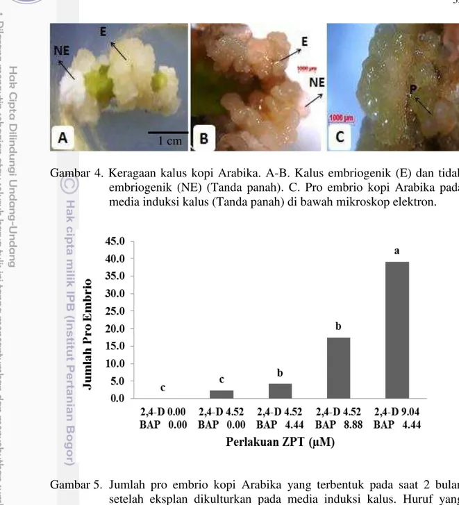 Gambar 4. Keragaan kalus kopi Arabika. A-B. Kalus embriogenik (E) dan tidak  embriogenik  (NE)  (Tanda  panah)