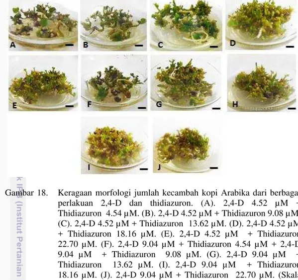 Gambar 18.   Keragaan  morfologi  jumlah kecambah kopi  Arabika dari berbagai  perlakuan  2,4-D  dan  thidiazuron