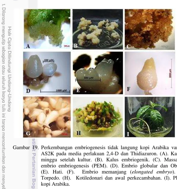 Gambar  19.  Perkembangan  embriogenesis  tidak  langung  kopi  Arabika  varietas  AS2K  pada  media  perlakuan  2,4-D  dan  Thidiazuron