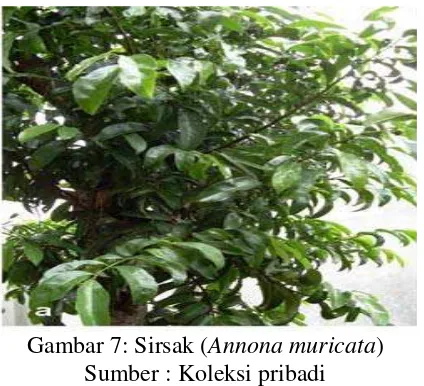 Gambar 7: Sirsak (Annona muricata) 