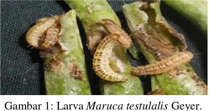 Gambar 1: Larva Maruca testulalis Geyer. 