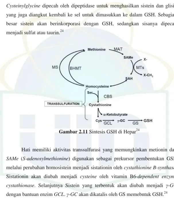 Gambar 2.11 Sintesis GSH di Hepar 24 