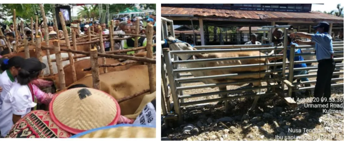 Gambar 11. Perbenihan Padi 