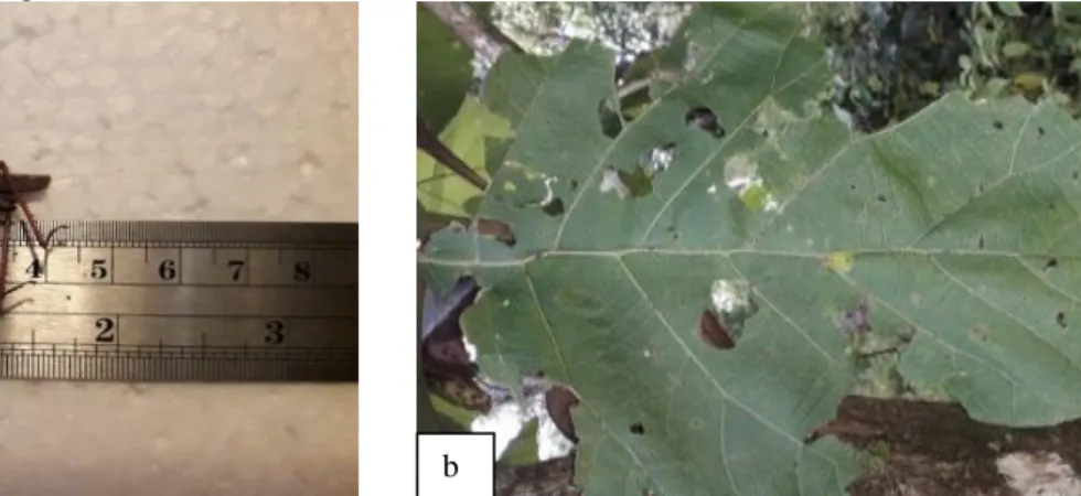 Gambar 2. ( a ) Valanga nigricornis ( b ) Bentuk kerusakan pada daun jati  V. nigricornis terdiri dari 3 bagian utama, 