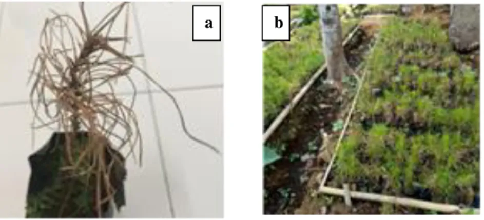 Gambar 1.   (a) Gejala bercak daun pada semai pinus, (b) Persemaian pinus 66,94% terserang penyakit  Berdasarkan  pengamatan  gejala  penyakit 