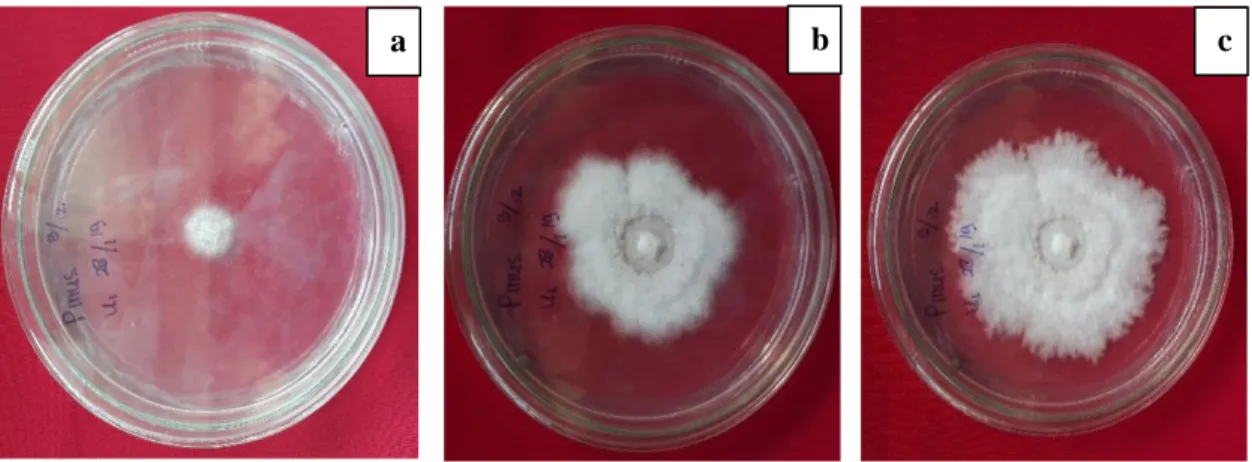Gambar  2.  (a)  Isolat  Pestalotia  sp.  Hari  ke-2,  (b)  Isolat  Pestalotia  sp.  Hari  ke-9,  (c)  Isolat  Pestalotia  sp