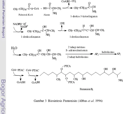 Gambar 3  Biosintesis Fumonisin (Abbas et al. 1996) 