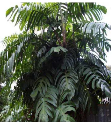 Gambar 2. Daun tanaman ekor naga (Rhaphidophoreae pinnatae Folium) 