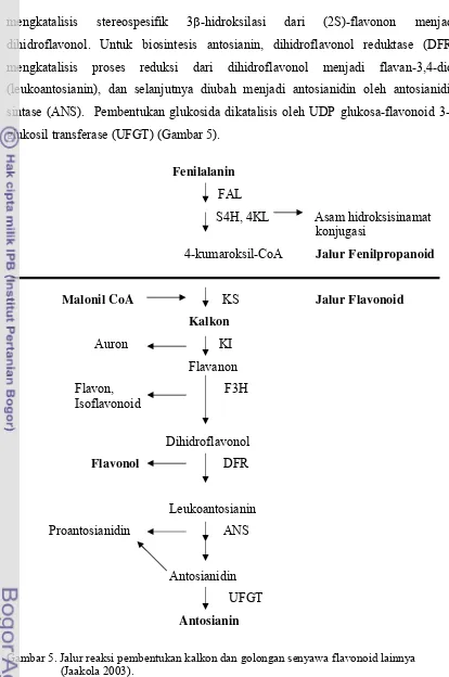 Gambar 5. Jalur reaksi pembentukan kalkon dan golongan senyawa flavonoid lainnya  
