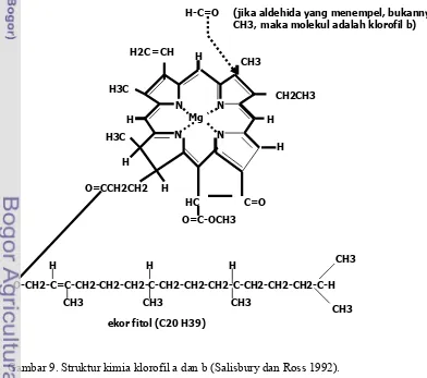 Gambar 9. Struktur kimia klorofil a dan b (Salisbury dan Ross 1992). 