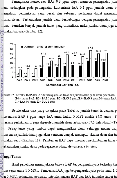 Gambar 12. Interaksi BAP dan IAA terhadap jumlah tunas dan jumlah daun pada akhir percobaan