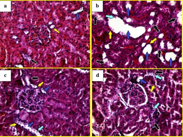 Gambar  1a,  kelompok  kontrol  (K0)  memperlihatkan  gambaran  glomerulus  normal  yang  ditandai  dengan  kondisi gelung glomerulus yang utuh dan  tidak  terdapat  ekspansi  matrik