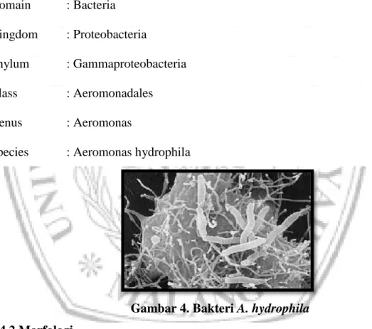 Gambar 4. Bakteri A. hydrophila  2.4.2 Morfologi 