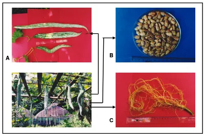 Tabel. 1. Rendemen protein dari buah, biji dan akar dari 3 spesies Cucurbitaceae : bligo, kemarongan dan paria ular